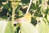 Whistler's Warbler - Seicercus whistleri