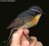 White-browed Bush Robin - Tarsiger indicus