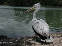 Dalmatian Pelican - Pelecanus crispus