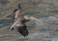 Brown Pelican - Pelecanus occidentalis