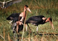 Marabou Stork - Leptoptilos crumeniferus