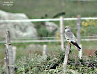 Montagu's Harrier - Circus pygargus