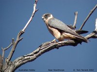 Australian Hobby - Falco longipennis