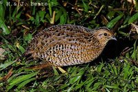 Brown Quail - Coturnix ypsilophora