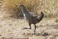 Tasmanian Native-hen - Gallinula mortierii