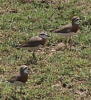 Caspian Plover - Charadrius asiaticus