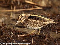 Jack Snipe - Lymnocryptes minimus