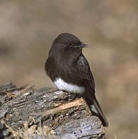 Black Phoebe (Sayornis nigricans) photo