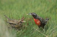 Long-tailed Meadowlark (Sturnella loyca) photo