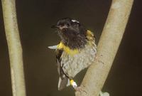 Stitchbird (Notiomystis cincta) photo