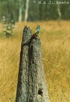 Golden-shouldered Parrot - Psephotus chrysopterygius