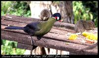 Hartlaub's Turaco - Tauraco hartlaubi