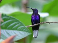 Violet Sabrewing - Campylopterus hemileucurus