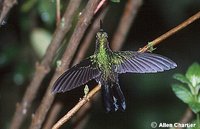 Tourmaline Sunangel - Heliangelus exortis