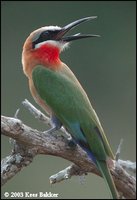 White-fronted Bee-eater - Merops bullockoides