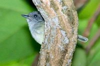 Plain Antvireo - Dysithamnus mentalis