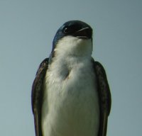 Tree Swallow - Tachycineta bicolor