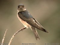 Tree Martin - Petrochelidon nigricans