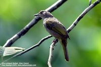 Olive-winged Bulbul - Pycnonotus plumosus