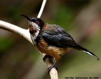 Eastern Spinebill - Acanthorhynchus tenuirostris