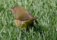 Connecticut Warbler - Oporornis agilis