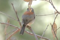 Yellow-eyed Junco - Junco phaeonotus