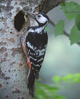 큰오색딱따구리 Dendrocopos leucotos | white-backed woodpecker