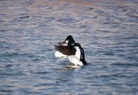 흰뺨오리 Golden-Eye Bucephala clangula