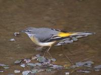 Grey Wagtail Motacilla cinerea 노랑할미새