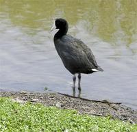 'Alae Ke'oke'o ~ Hawaiian Coot Fulica alai