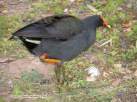 Dusky Moorhen, Gallinula tenebrosa. Brisbane, Queensland. December 2004 © Barrie Jamieson