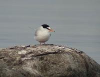 Little Tern (Sterna albifrons)