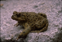 : Bufo boreas halophilus; California Toad