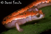 : Bolitoglossa mexicana