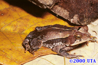 : Bufo campbelli