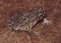 : Bufo granulosus