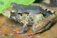 : Eleutherodactylus sp.