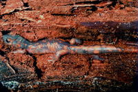 : Ensatina eschscholtzii; Ensatina