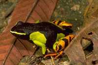 : Mantella baroni; Baron's Mantella