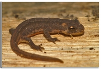 : Ommatotriton ophryticus nesterovi; Northern Banded Newt