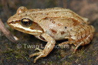 : Rana arvalis; Moor Frog