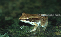 : Rana daemeli; Wood Frog