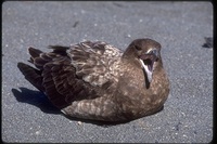 : Catharacta antarctica lonnbergi; Brown Skua