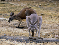 : Macropus giganteus; Eastern Gray Kangaroo;