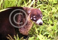 : Nasua narica; White-nosed Coati