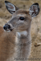 : Odocoileus virginianus; White Tailed Deer