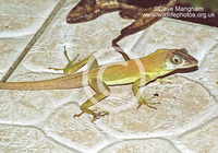 : Anolis richardii; Richard's Anole