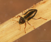 : Dubiraphia vittata