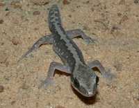 : Diplodactylus granariensis; Western Stone Gecko