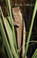 : Rhampholeon kerstenii; Kersten's Dwarf Chameleon